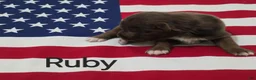 Australian Shepherd dogs for sale: River - Ad 12