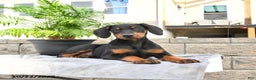 Doberman Pinscher dogs for sale: Flora   - Ad 7
