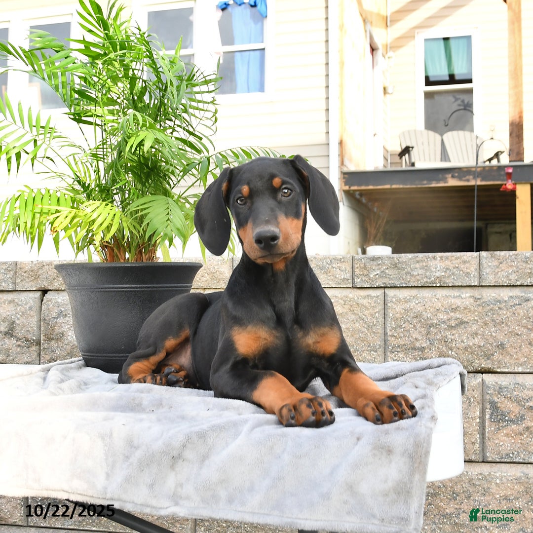 Doberman Pinscher dogs for sale: Flora   - Ad 7
