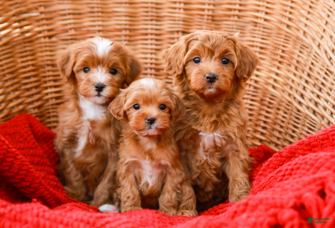 Havapoo dogs for sale: Bella - Ad 8