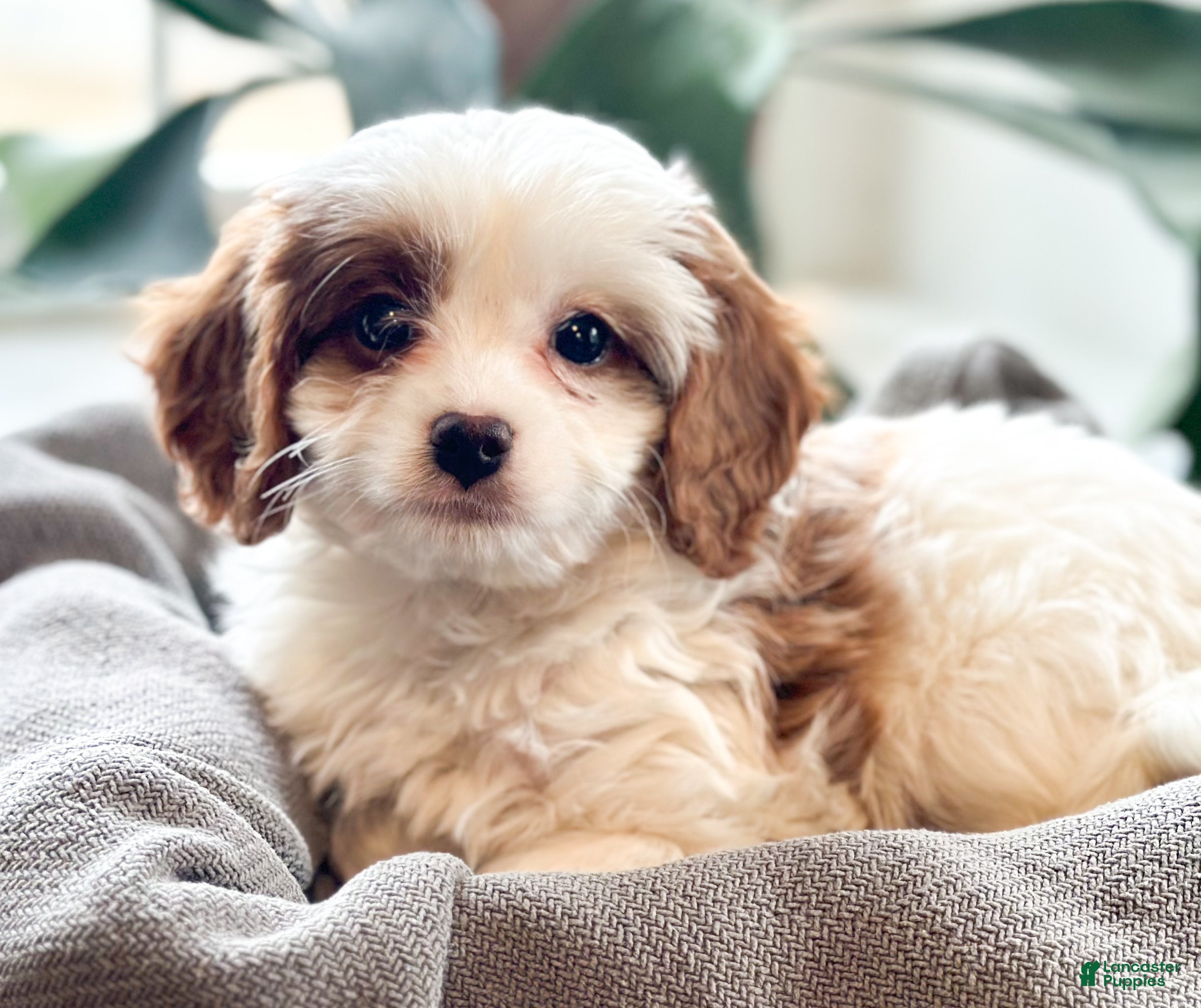 Cavapoo dogs Georgie - Ad 41