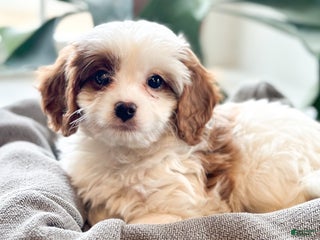 Cavapoo dogs Georgie - Ad 41