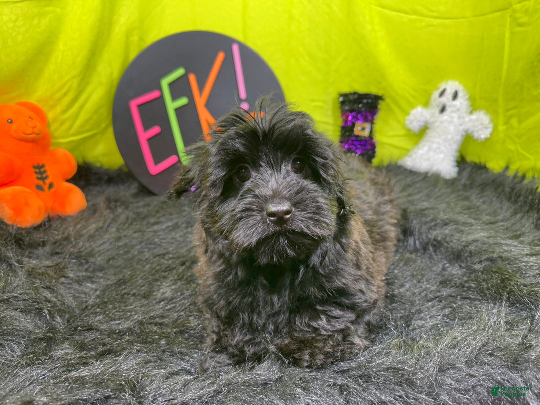 Morkie dogs for sale: Morkie Puppy 1 - Ad 5