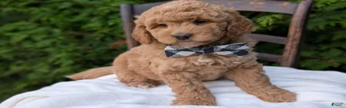 Buster
