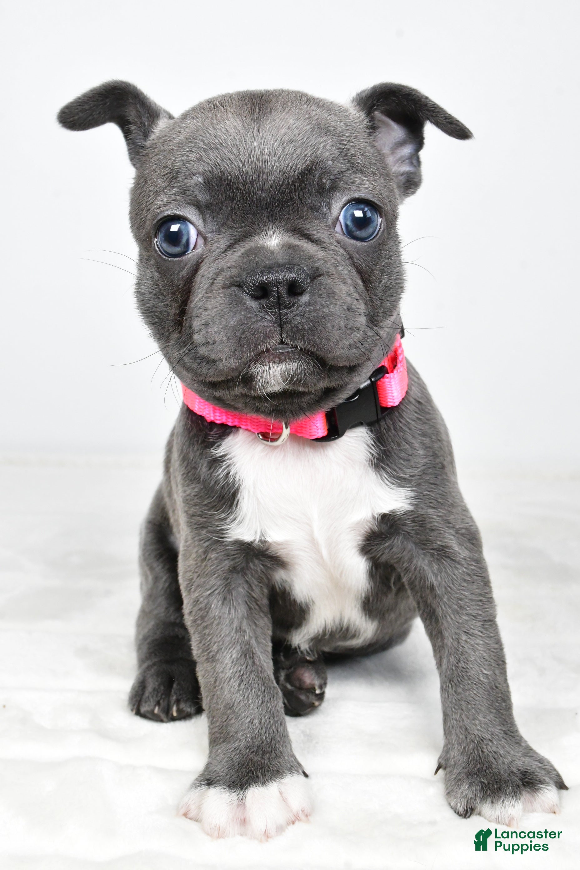 Mixed Breed dogs Lucy - Ad 2