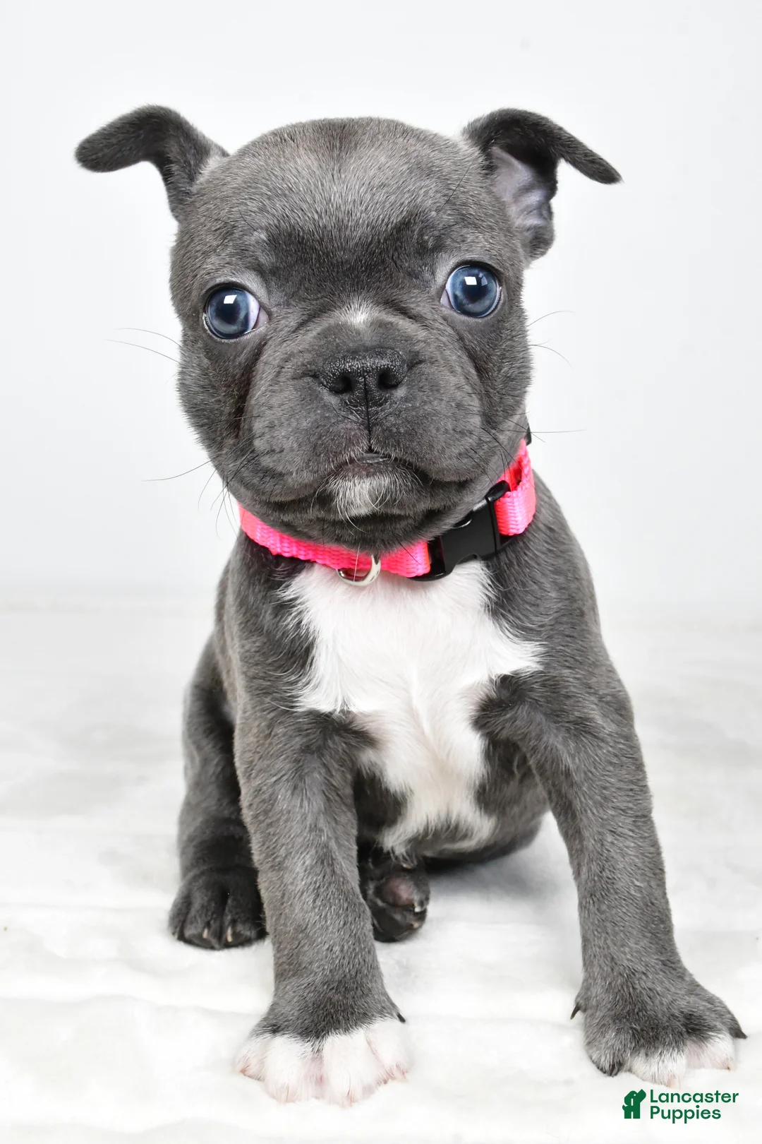 Mixed Breed dogs for sale: Lucy - Ad 2