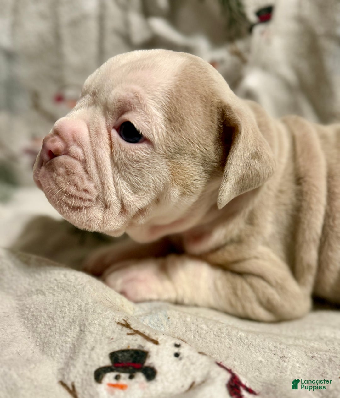 Olde English Bulldogge dogs for sale: John  - Ad 1