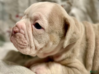Olde English Bulldogge dogs John - Ad 6
