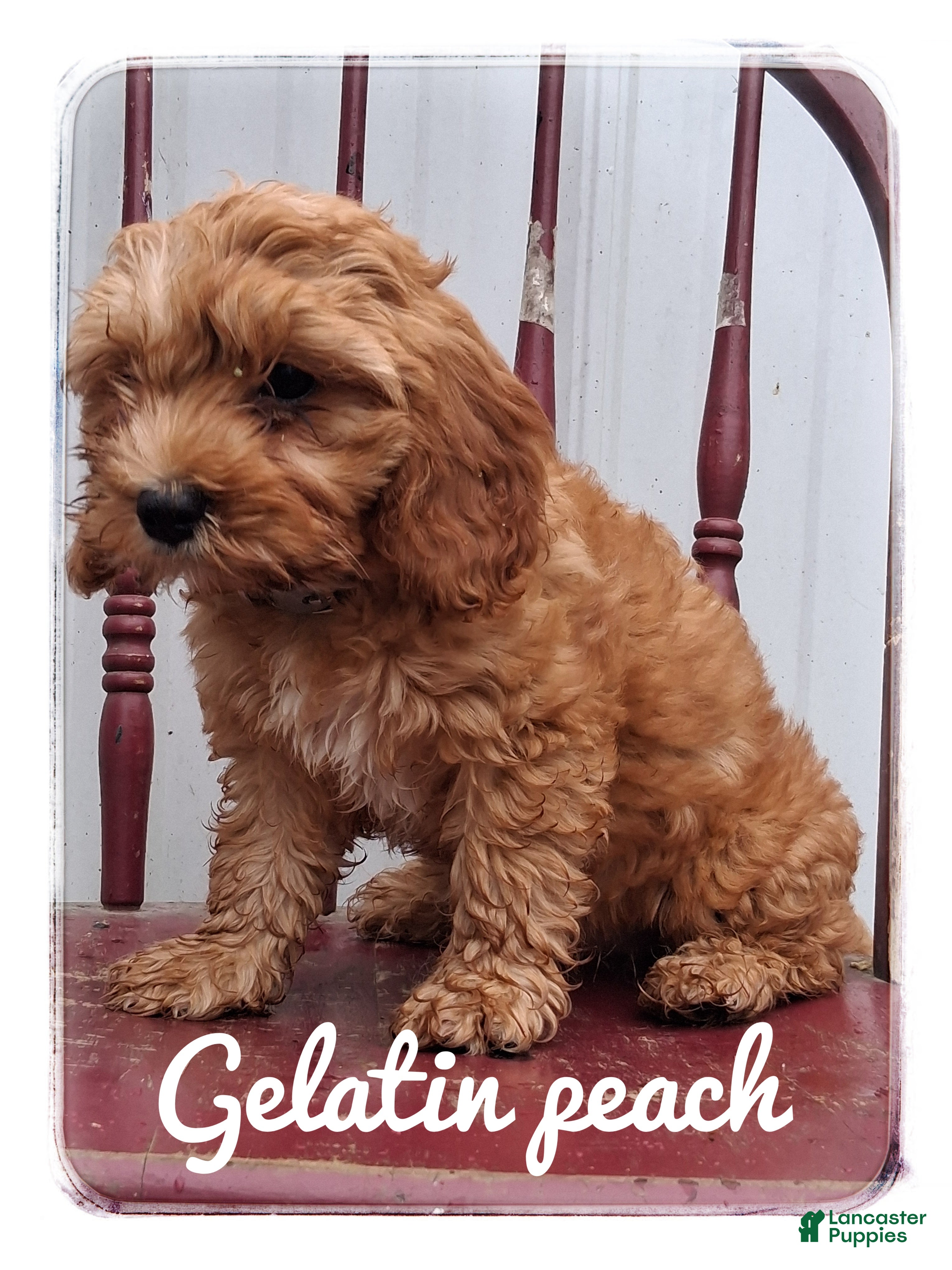 Cavapoo dogs Gelatin Peach - Ad 2