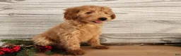 Mini Goldendoodle dogs for sale: Reno - Ad 7