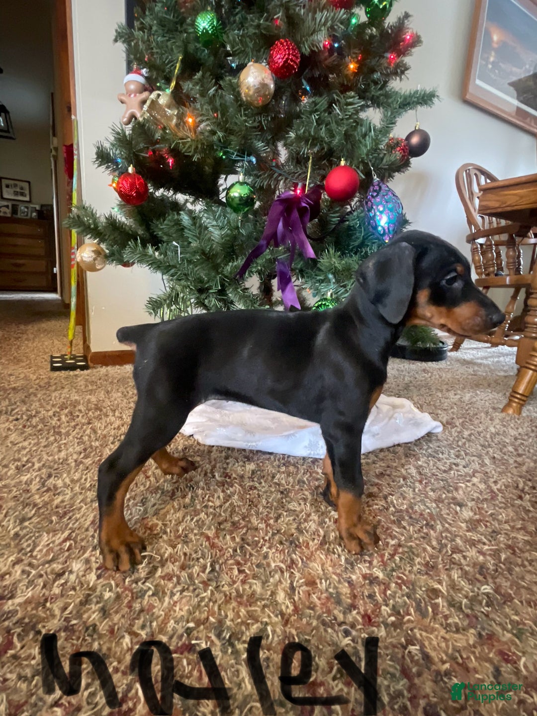 Doberman Pinscher dogs for sale: Motley - Ad 12
