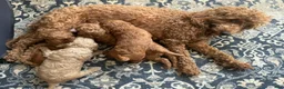 Mini Goldendoodle dogs for sale: Poppy  - Ad 7