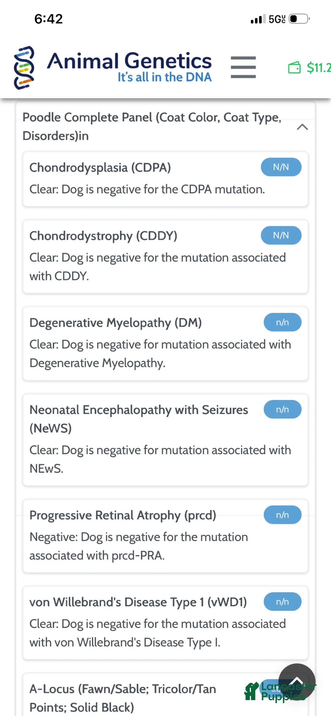 Miniature Poodle dogs for sale: Akc Clear Chocolate Merle Phantom  - Ad 2