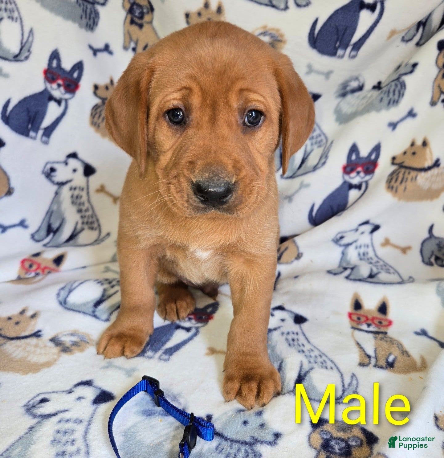 Labrador Retriever dogs Labrador Retriever Blue Collar - Ad 1