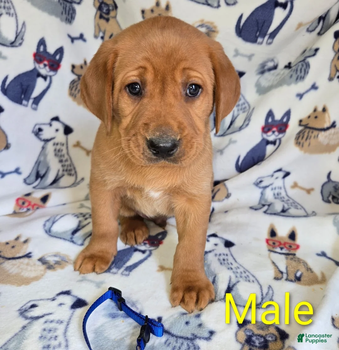 Labrador Retriever dogs for sale: Labrador Retriever Blue Collar - Ad 1