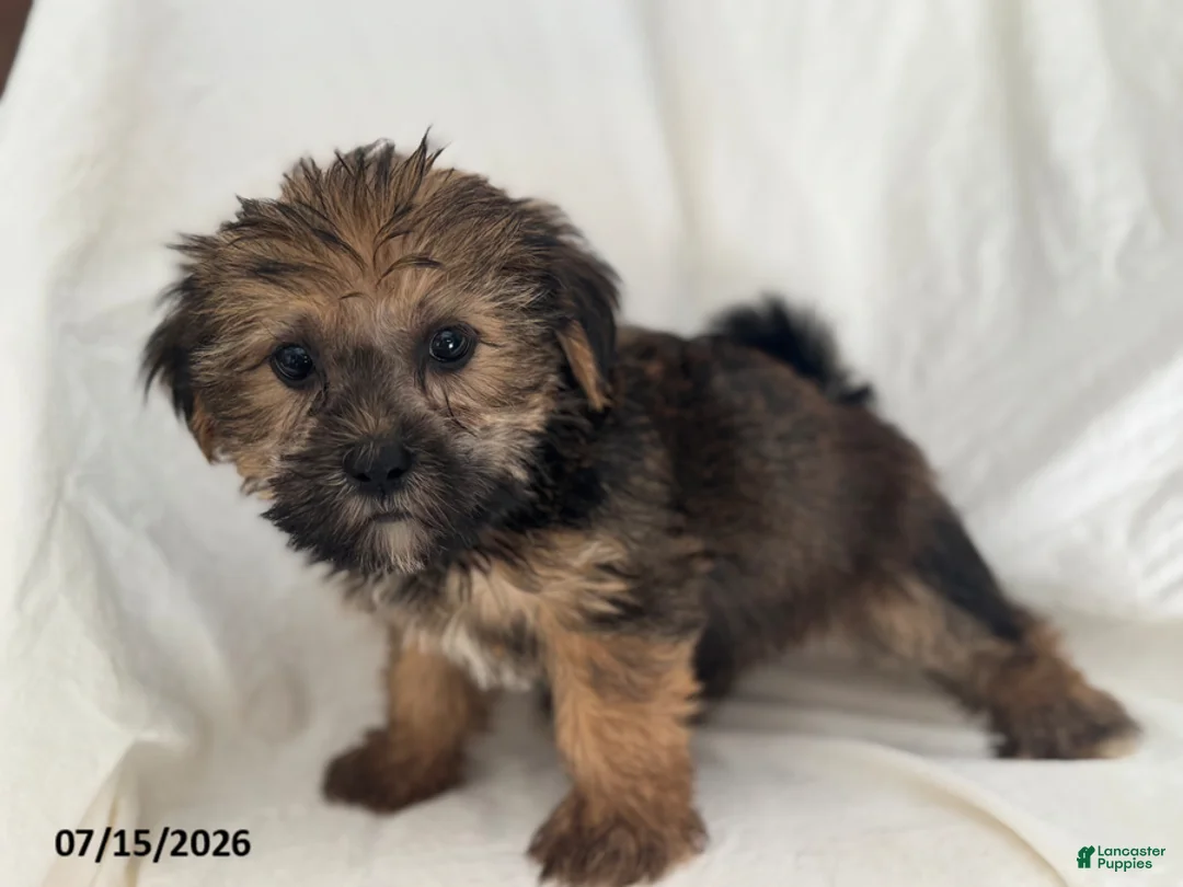 Shorkie dogs for sale: Elmer - Ad 1