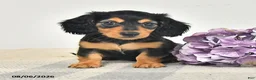 Miniature Dachshund dogs for sale: Chowder - Ad 1