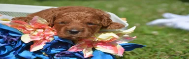 Duffy Mini Goldendoodle 3