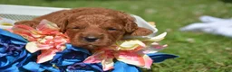 Mini Goldendoodle dogs for sale: Duffy Mini Goldendoodle 3 - Ad 1