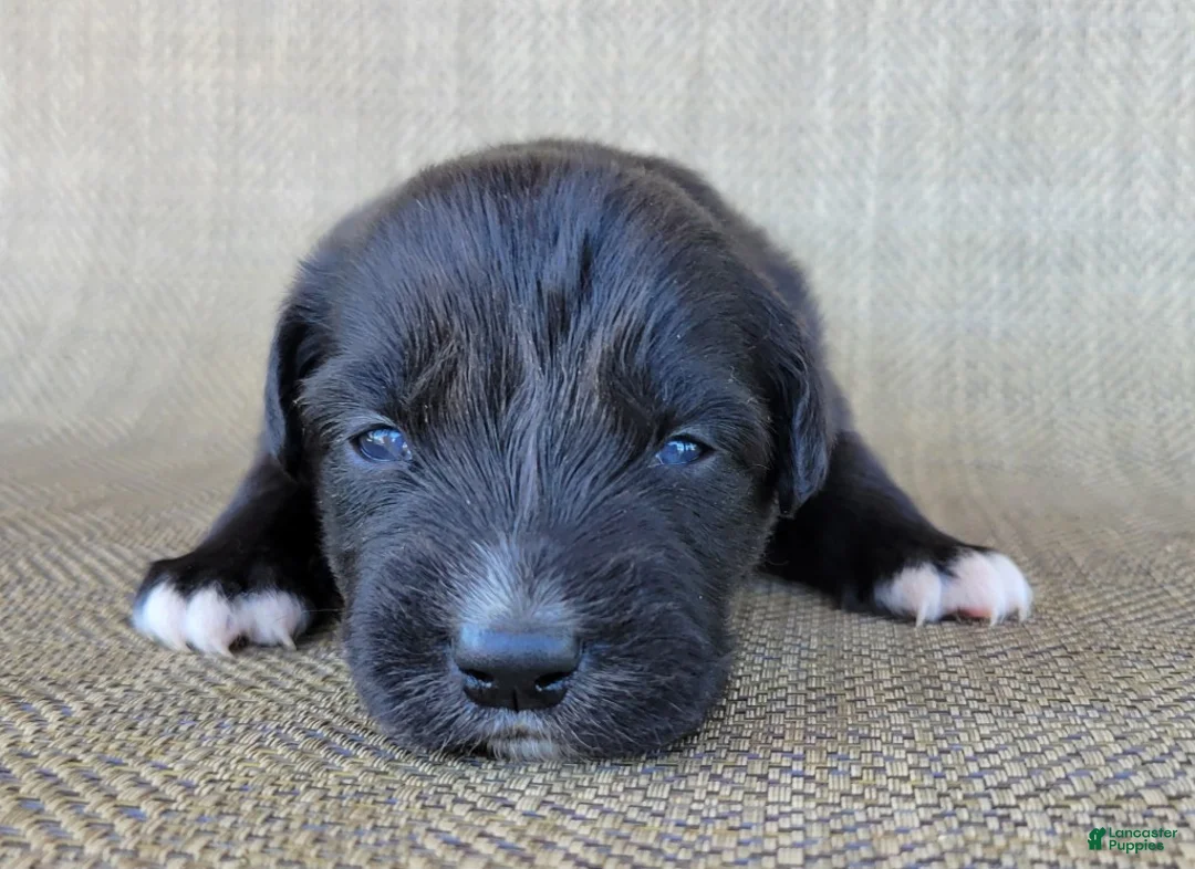 Australian Shepherd dogs for sale: Bluey - Ad 8