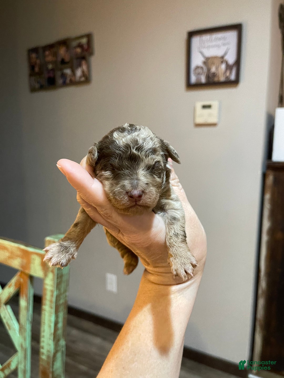 Miniature Poodle dogs for sale: Miniature Poodle Puppy 1 - Ad 36