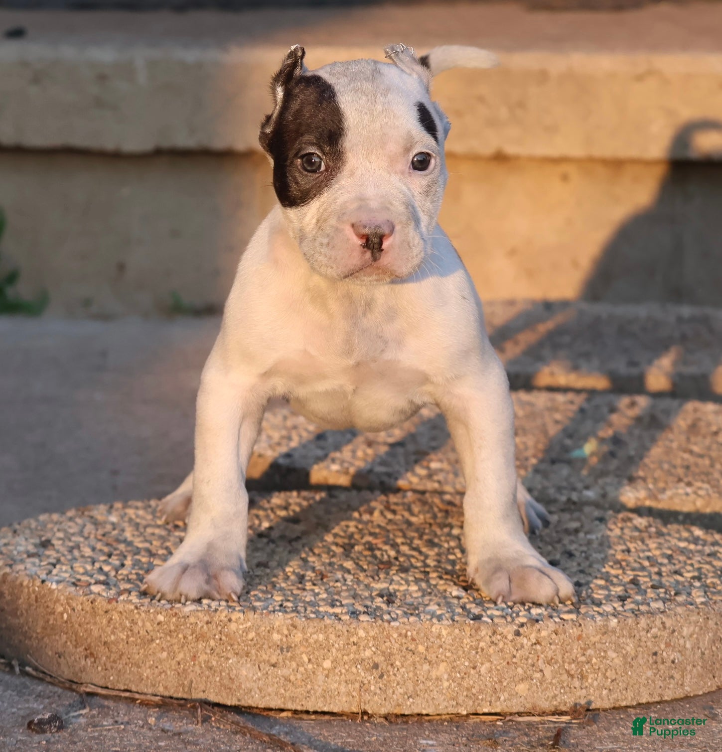 American Bully dogs Achilles - XL - ABKC - Ad 1