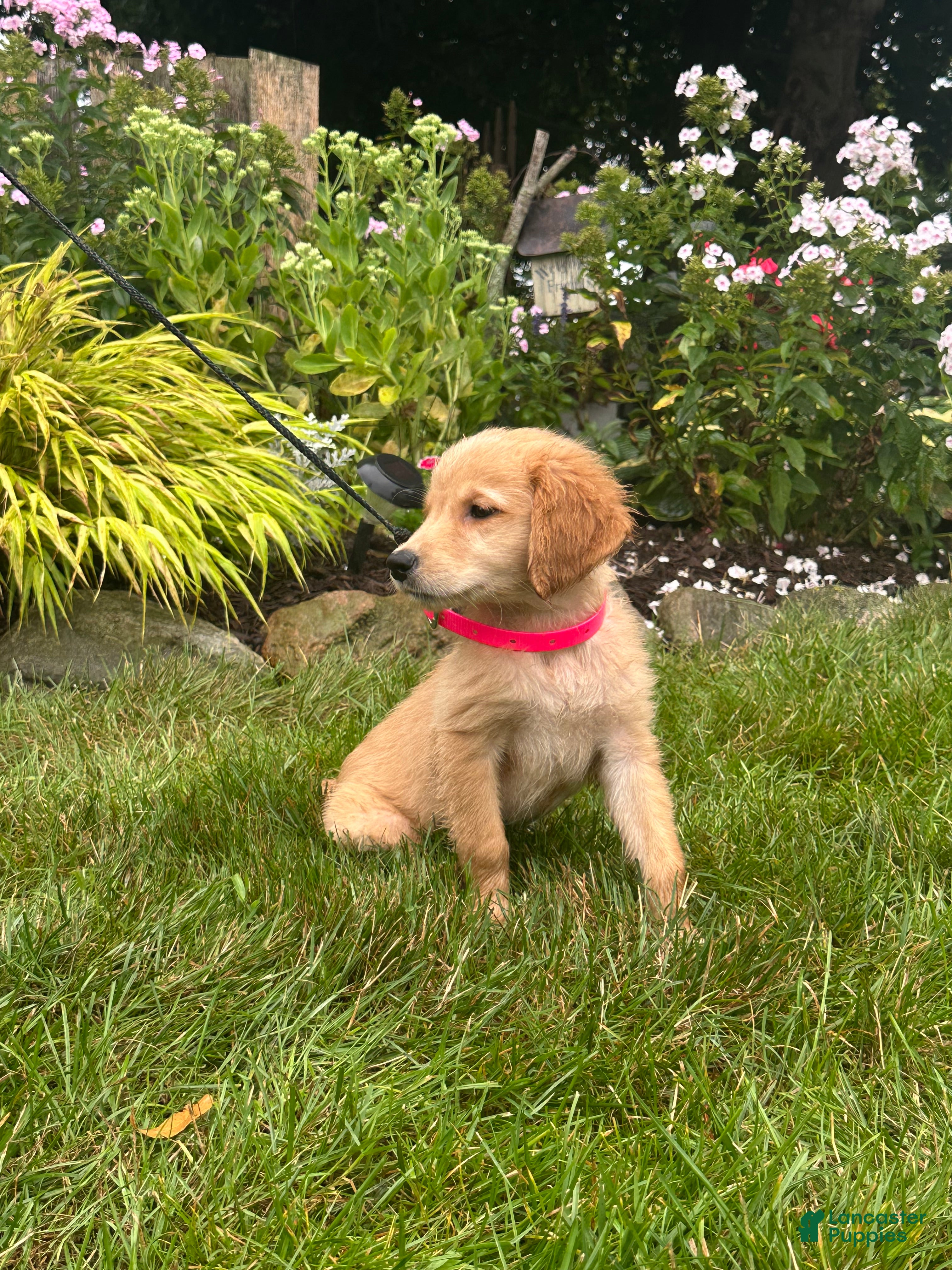 Golden Retriever dogs Golden Retriever 5 - Ad 1