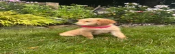 Golden Retriever dogs for sale: Golden Retriever 5 - Ad 1
