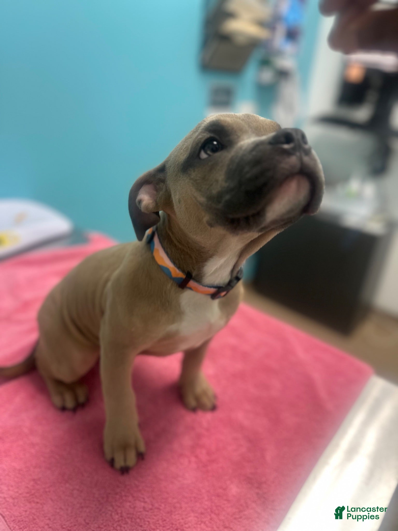 American Bully dogs Sinna - Ad 1