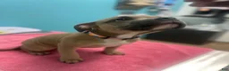 American Bully dogs for sale: Sinna - Ad 1