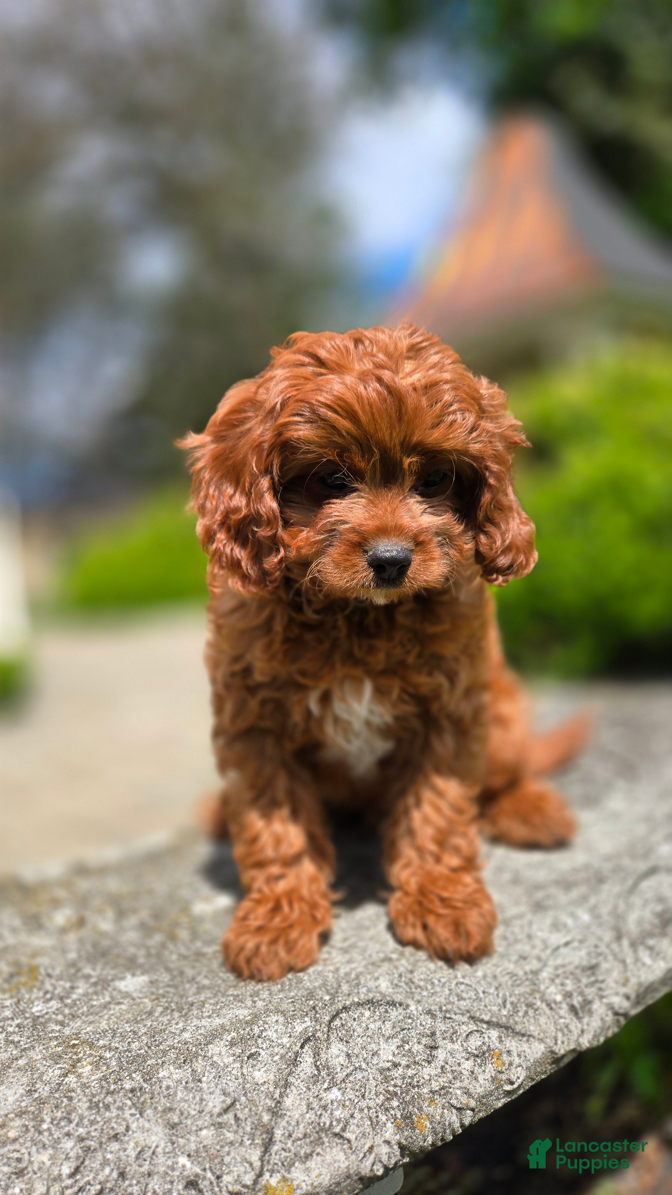 Cavapoo dogs Hunter - Ad 2