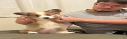 Welsh Corgi Pembroke dogs for sale: Welsh Corgi Pembroke Puppy 1 - Ad 11
