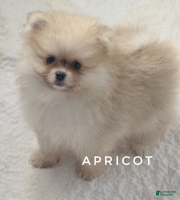 Pomeranian dogs Apricot - Orange Female Pomeranian - Ad 1
