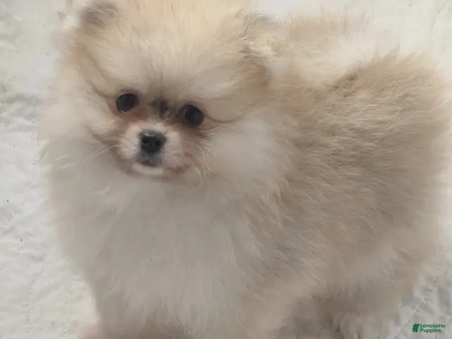 Pomeranian dogs Apricot - Orange Female Pomeranian - Ad 1
