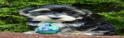 Yorkiepoo dogs for sale: Walter - Ad 11