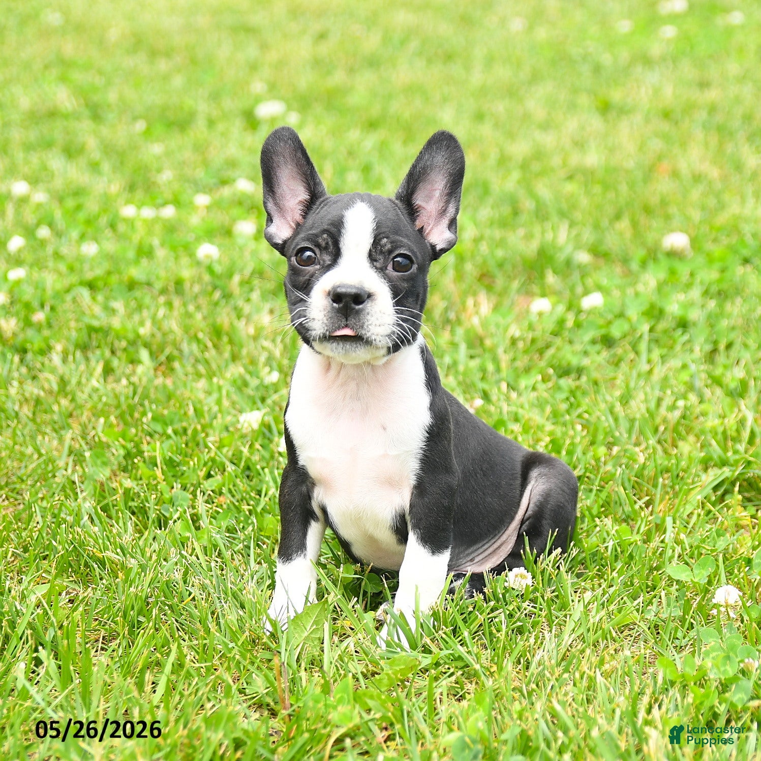 Boston Terrier dogs Eldon - Ad 1