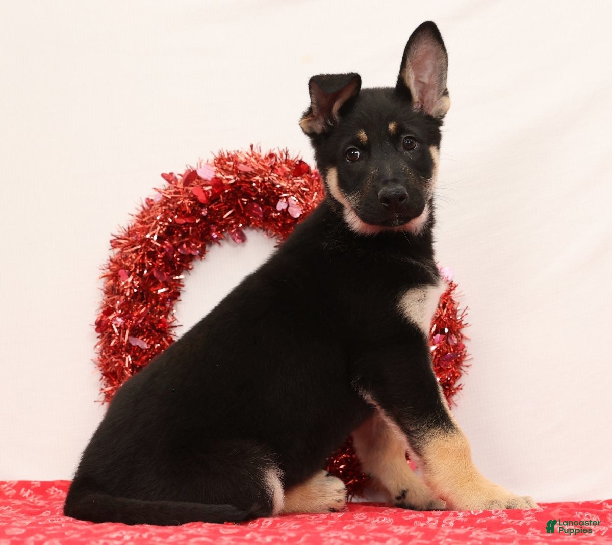 German Shepherd dogs Mickey - Ad 1