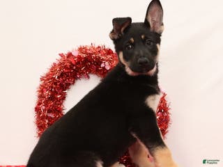 German Shepherd dogs Mickey - Ad 1