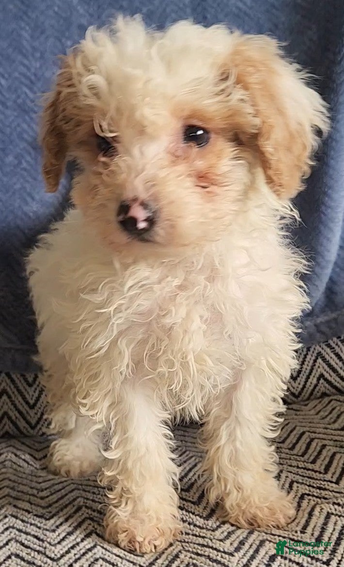 Mixed Breed dogs Petunia - Ad 1