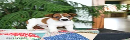 Jack Russell Terrier dogs for sale: Bouncy - Ad 2
