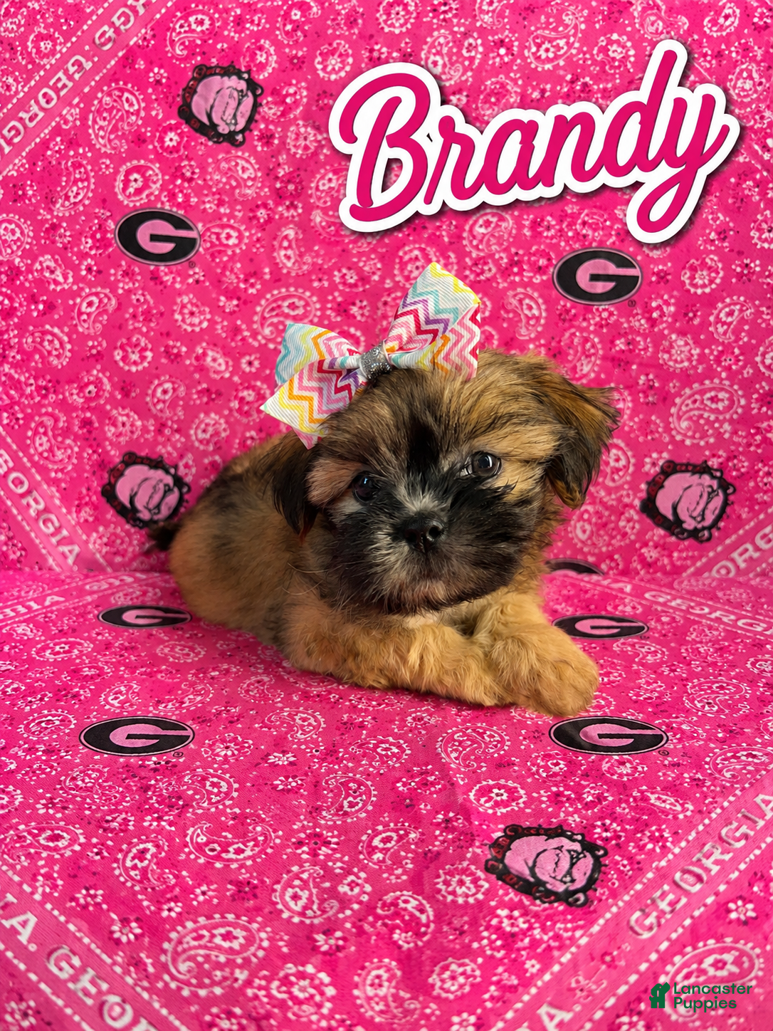 Shih Tzu dogs Brandy - Ad 1