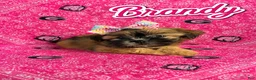 Shih Tzu dogs for sale: Brandy - Ad 1