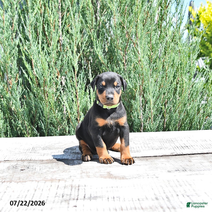 Doberman Pinscher dogs Elsa - Ad 1