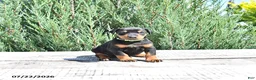 Doberman Pinscher dogs for sale: Elsa - Ad 1