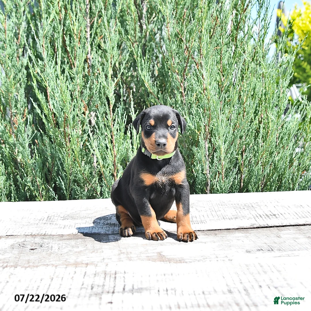 Doberman Pinscher dogs for sale: Elsa - Ad 1