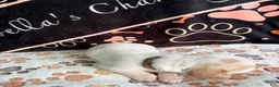 Basset Hound dogs for sale: Basset Hound 4 - Ad 5