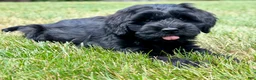 Goldendoodle dogs for sale: Thumper  - Ad 3