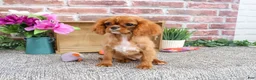 Cavalier King Charles Spaniel dogs for sale: Daphne - Ad 4