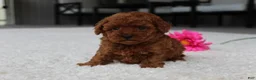 Toy Poodle dogs for sale: Allison - Ad 8
