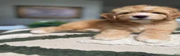 Mini Goldendoodle dogs for sale: Mini Goldendoodle 4 - Ad 5